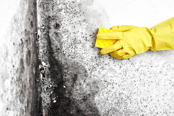 Best Black Mold Removal  in Orangevale, CA