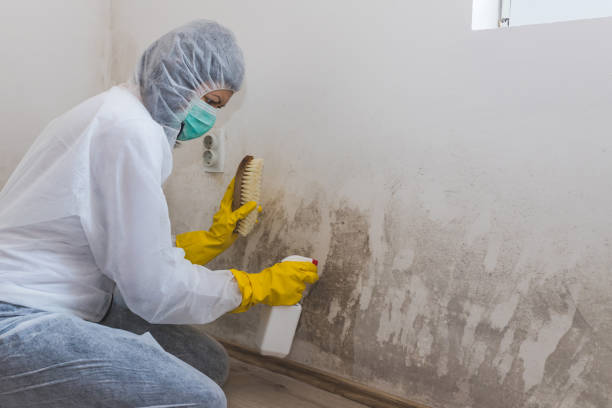 Best Toxic Mold Removal  in Orangevale, CA
