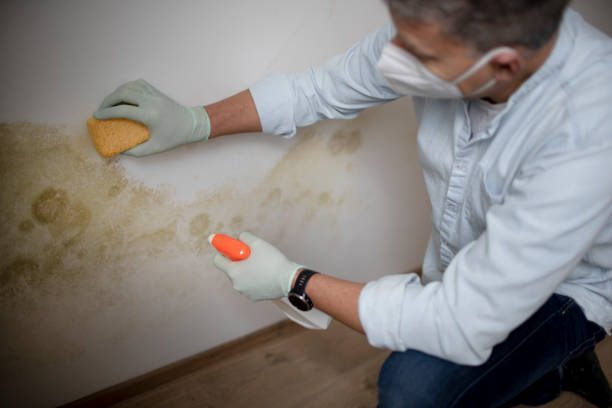 Best Mold Removal Near Me  in Orangevale, CA