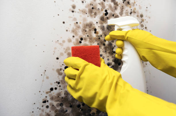 Best Fast Mold Removal  in Orangevale, CA