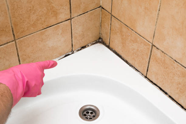 Best Mold Damage Repair  in Orangevale, CA
